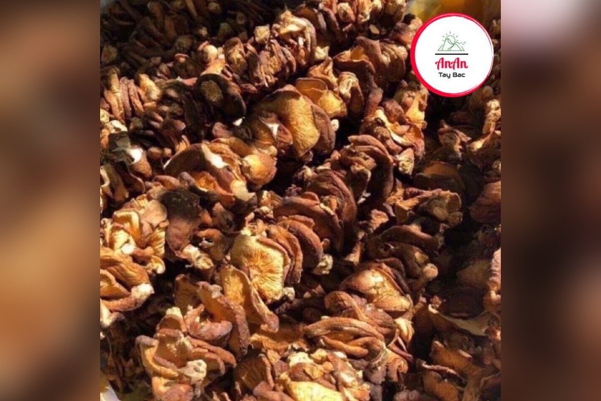 Nấm hương rừng Tây Bắc